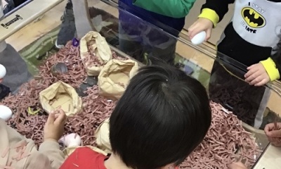 Learning About Birds