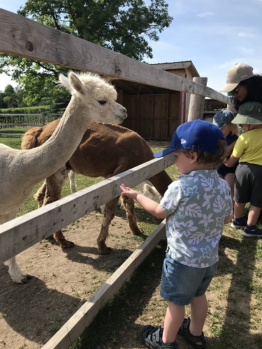 Feeding the animals at the orchard