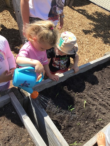Children watering the seeds in the garden.