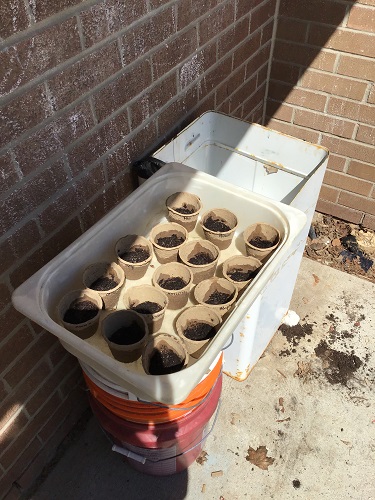 15 cups of soil in a bucket