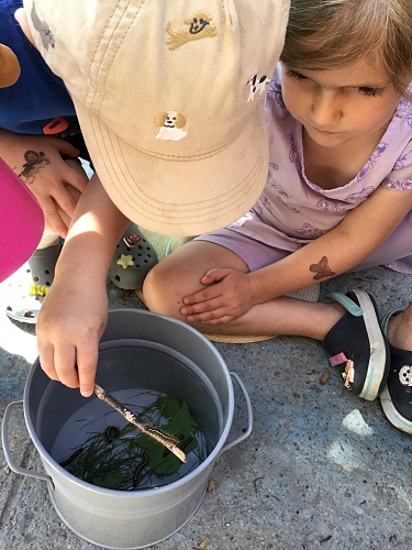 2 children sitting around a container that has grass and leaves and caterpillars in, one child is holding a stick with a caterpillar on it