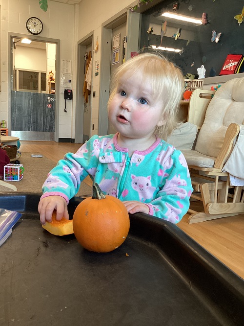 An infant exploring a pumpkin