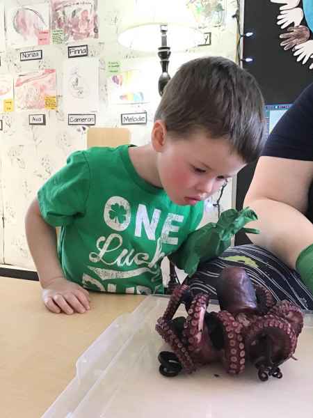 boy observing an octapus