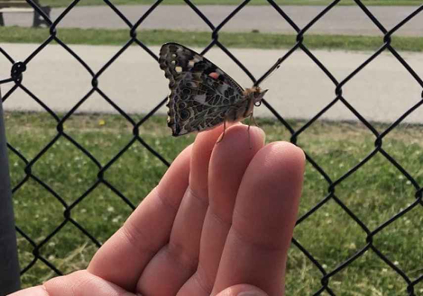 educator holding a butterfly