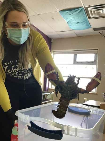 educator holind up a lobster