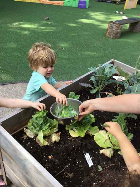 toddlers picking lettuce for the centre