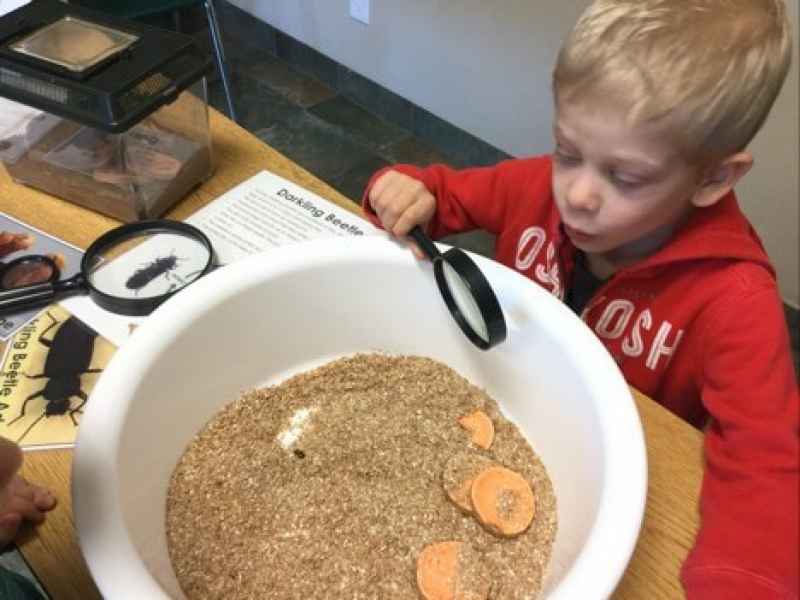 close up of insects in a bowl