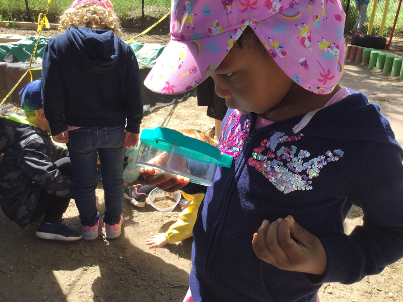 girl outside holding a container looking for ants