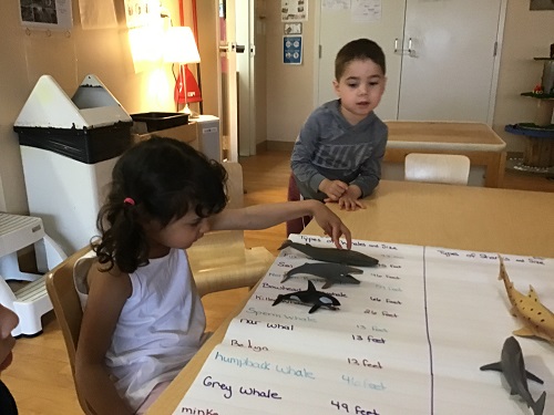Comparing whale and shark sizes on a chart with toys