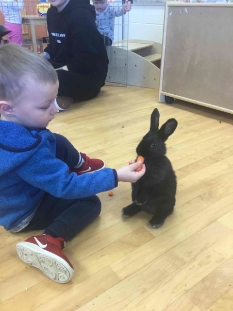 child feeding a rabbit a carrot