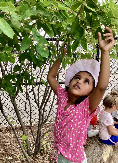 A preschool child picking service berries from the service berry tree