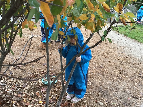 preschool child in blue body suit standing under the branches of a small tree in the rain