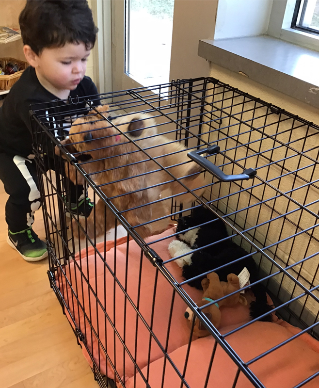 child exploring a dog crate